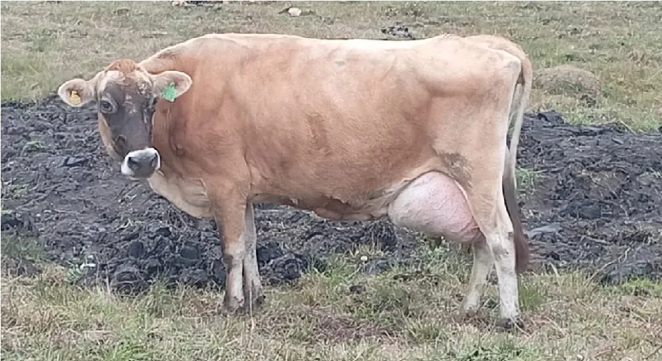 Os ladróes levaram os animais sem deixar vestígios = Foto: Divulgação