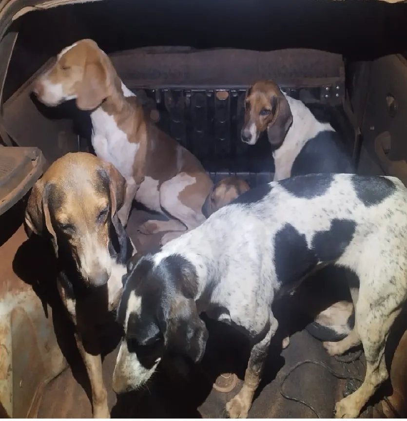 Sete cães eram usados para caçar animais silvestres