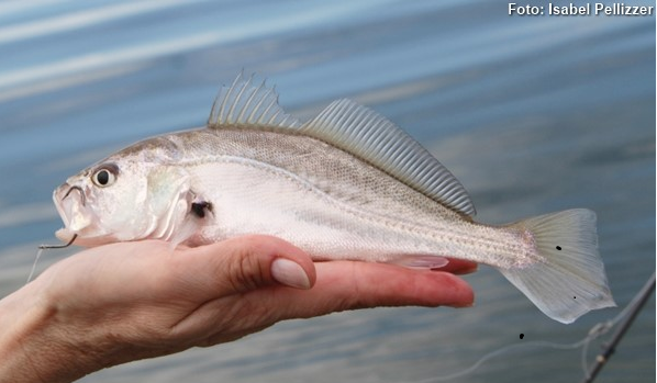 Porto Mendes se prepara para receber o 24º Torneio de Pesca