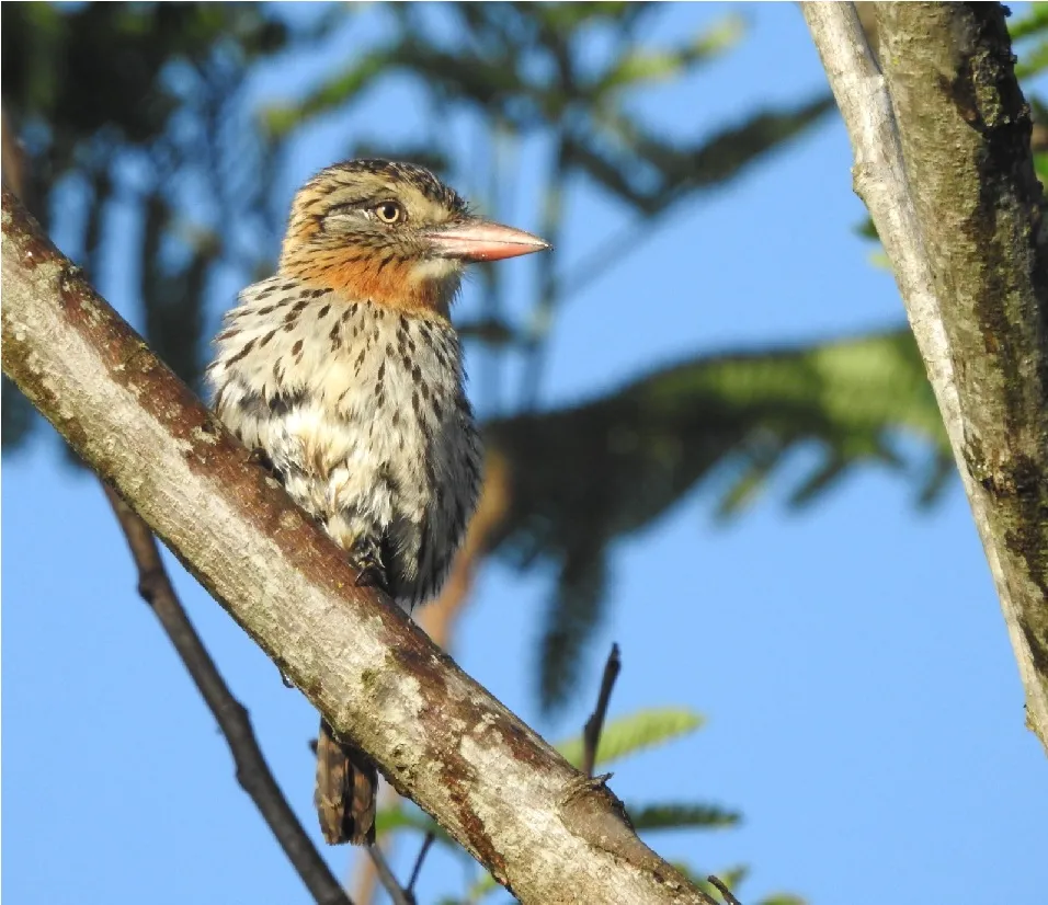 Passarinheiros do mundo todo vão ao MS admirar aves
