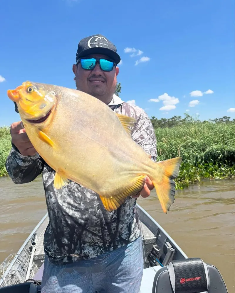 XXXII Festival de Pesca ao Pacu é destaque no calendário turístico do Estado