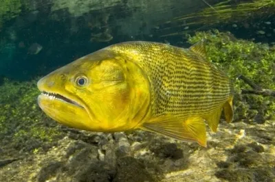 Pescar o dourado é proibido, mas continua ocorrendo a pesca ilegal no Rio Paraná e seus afluentes.