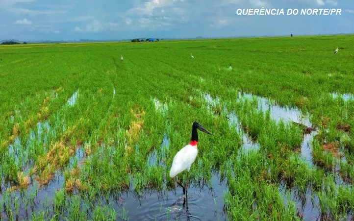 Querência do Norte, município com vocação para o ecoturismo