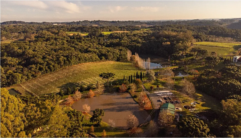 Madre Terra tem hoje 3,7 hectares de área cultivada com vinhedos próprios, sendo 1,5 hectares em produção.