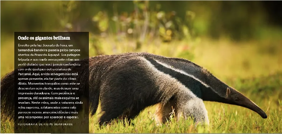 PANTANAL BRASILEIRO; Embratur promove Pantanal brasileiro em campanha global inédita com a National Geographic