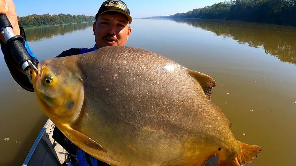 Festival de Pesca ao Pacu: uma tradição que atravessa gerações em Porto Camargo