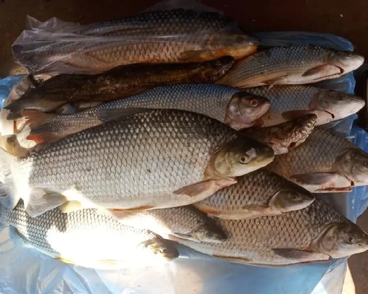 16,2 quilos de pescado apreendidos; O flagrante foi encaminhado à Polícia Judiciária.